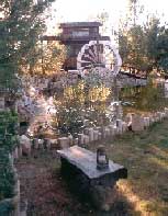 Suri, a male meerkat