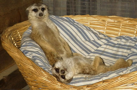Kendi and Rafiki