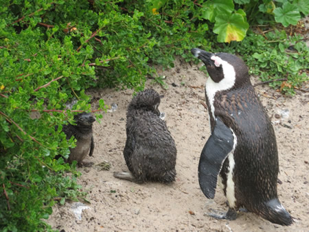 Penguins