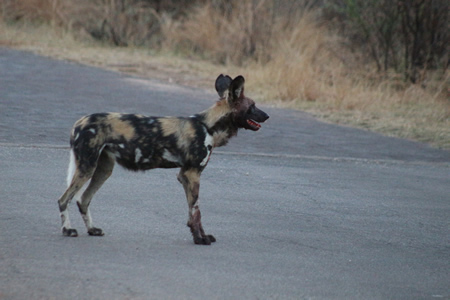 Wild dog