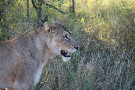 Lion