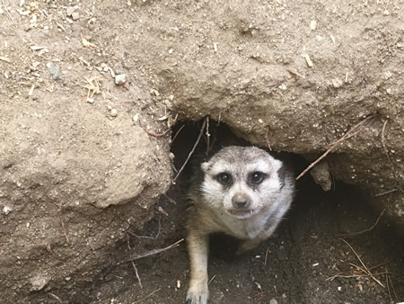 Kulu