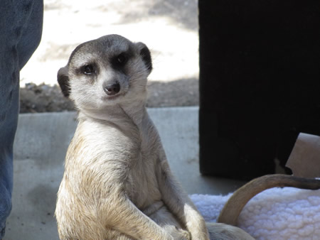 Kulu